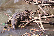 Picture 'Cr1_15_08 Caiman, Costa Rica'